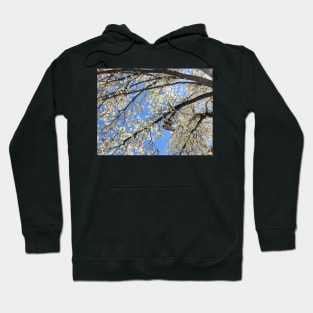 Brooklyn Blossoming Tree Hoodie